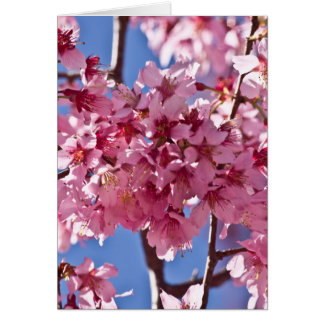 Sakura Cherry Blommars Red Stars Hälsningskort