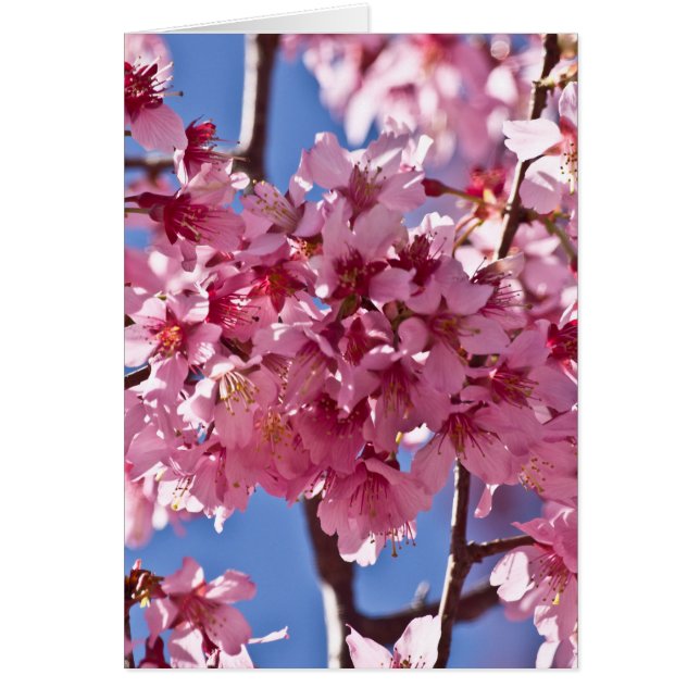 Sakura Cherry Blommars Red Stars Hälsningskort (Framsidan)