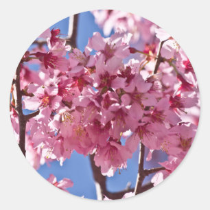 Sakura Cherry Blommars Red Stars Runt Klistermärke
