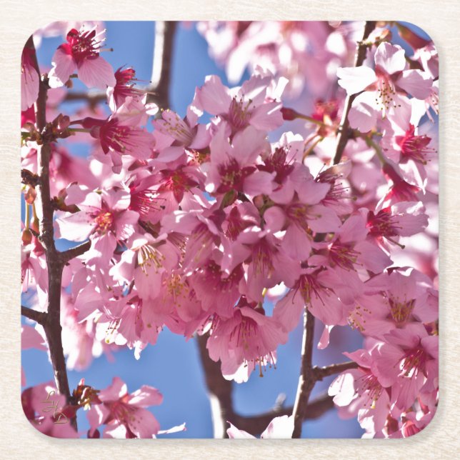 Sakura Cherry Blommars Red Stars Underlägg Papper Kvadrat (Framsidan)