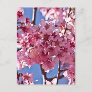Sakura Cherry Blommars Red Stars Vykort