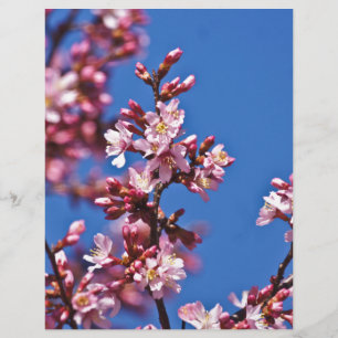 Sakura Cherry Blommars Touching Blue