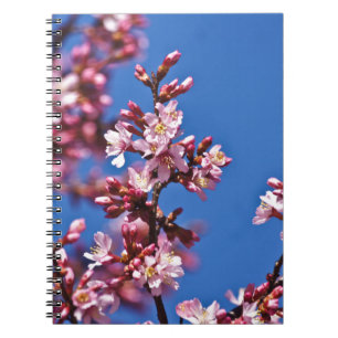 Sakura Cherry Blommars Touching Blue Anteckningsbok Med Spiral
