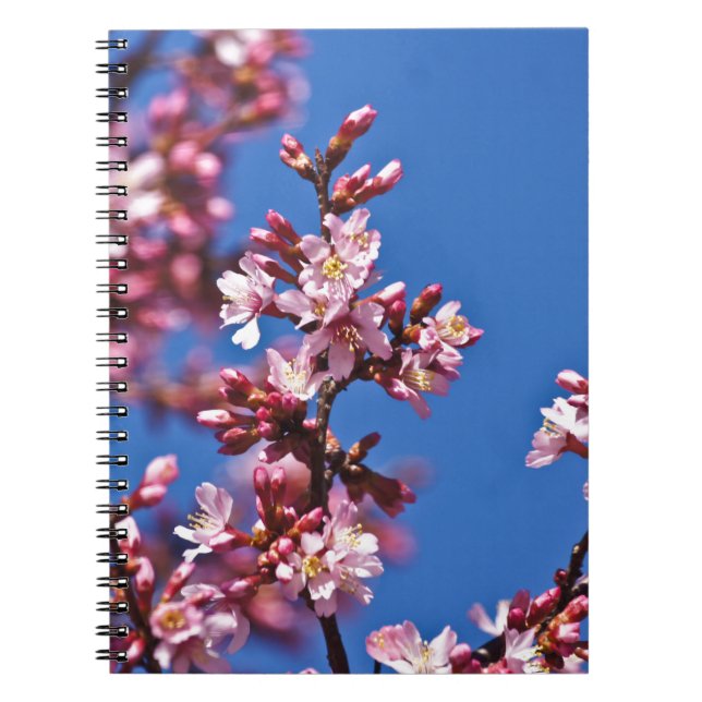 Sakura Cherry Blommars Touching Blue Anteckningsbok Med Spiral (Framsidan)