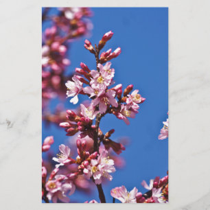 Sakura Cherry Blommars Touching Blue Brevpapper
