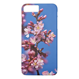 Sakura Cherry Blommars Touching Blue