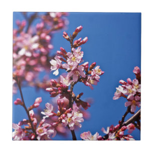 Sakura Cherry Blommars Touching Blue Kakelplatta