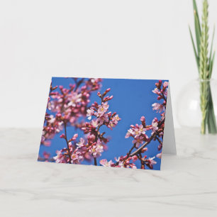 Sakura Cherry Blommars Touching Blue Kort