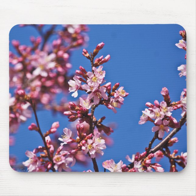 Sakura Cherry Blommars Touching Blue Musmatta (Framsidan)