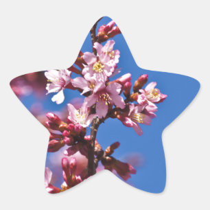 Sakura Cherry Blommars Touching Blue Stjärnformat Klistermärke
