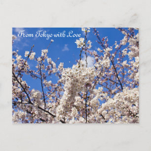 Sakura Cherry Blommars White Blå himmel Tokyo Vykort