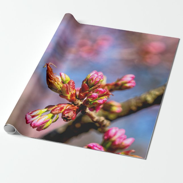 Sakura Cherry Träd Buds. Vår i början Presentpapper (Utrullad)