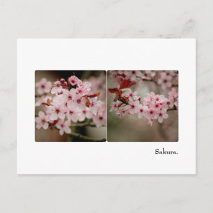 Sakura Diptych Postcard Vykort