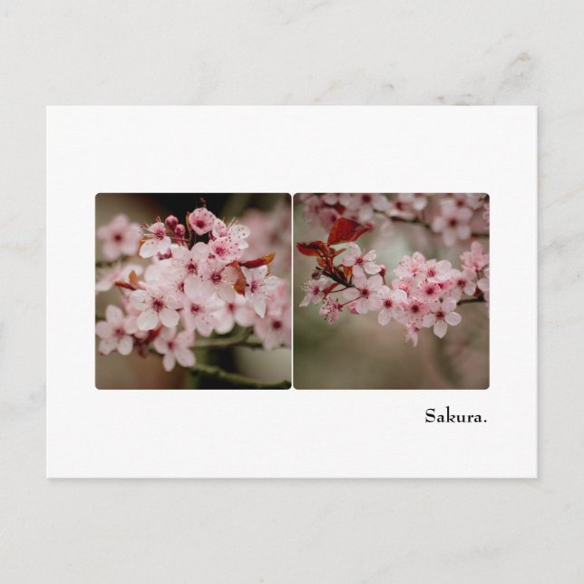 Sakura Diptych Postcard Vykort (Framsida)
