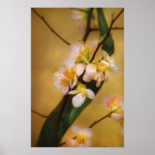 Sakura - En touch av vår Poster (Framsidan)