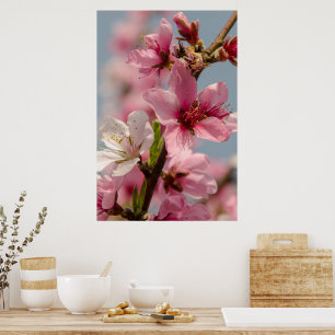 Sakura Flower, Rosa Japanska Flower Poster
