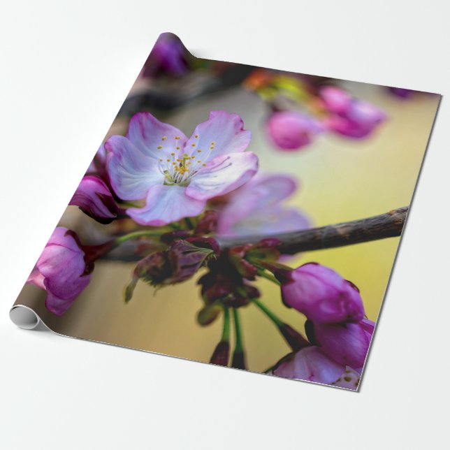 Sakura Flowers and Buds in Träd Sugn Presentpapper (Utrullad)