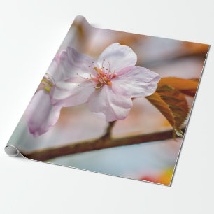 Sakura Flowers and Orange Löv in Springtime Presentpapper