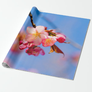 Sakura Flowers, Buds och Blå himmel Presentpapper