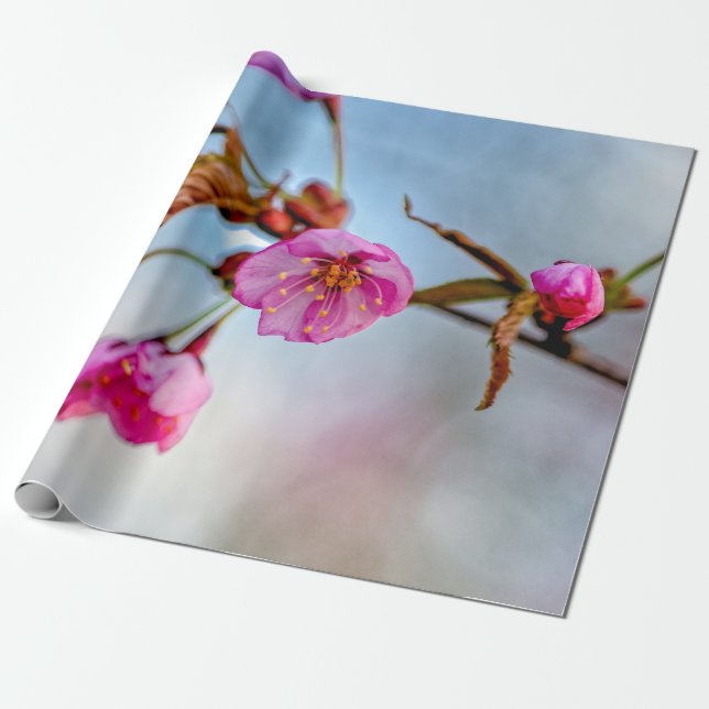 Sakura Flowers i Soft Rosa Färg Presentpapper (Utrullad)