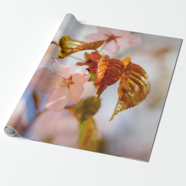 Sakura Flowers och Orange Löv Presentpapper (Utrullad)