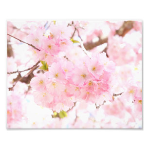 Sakura för rosa träd körsbärsröd blommar fototryck