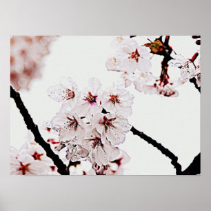 SAKURA-FOTOGRAFI POSTER