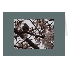 Sakura Hälsningskort