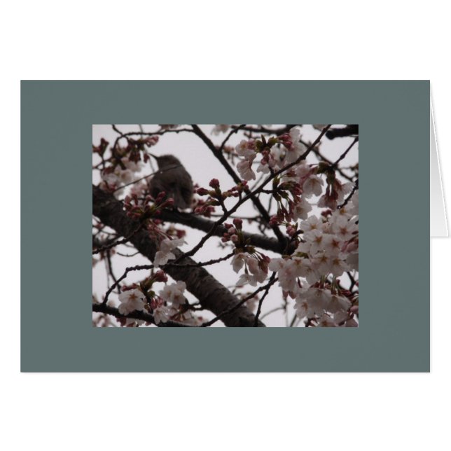 Sakura Hälsningskort (Framsidan Horizontal)