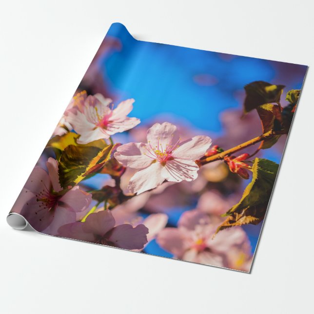 Sakura i Rosa och Blue Presentpapper (Utrullad)
