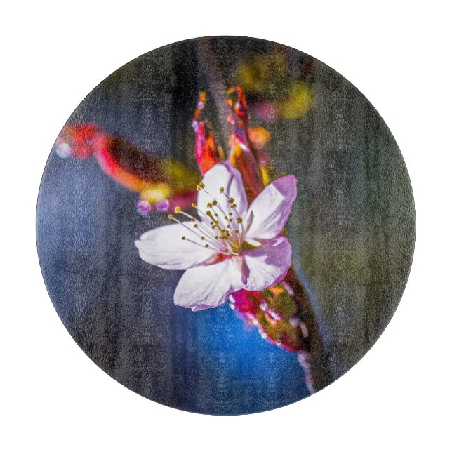 Sakura - Japansk körsbärsblomma (Framsidan)