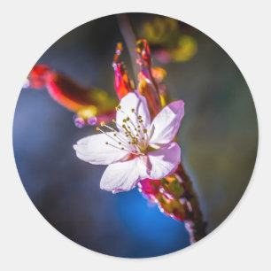Sakura - Japansk körsbärsblomma Runt Klistermärke