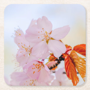 Sakura - Japansk körsbärsblomma Underlägg Papper Kvadrat