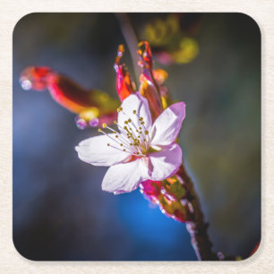 Sakura - Japansk körsbärsblomma Underlägg Papper Kvadrat