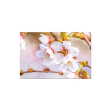 Sakura - Japansk körsbärsBlommar