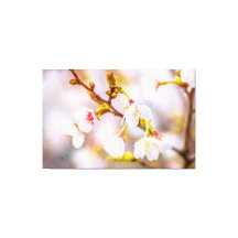 Sakura - Japansk körsbärsBlommar