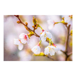 Sakura - Japansk körsbärsBlommar Fototryck