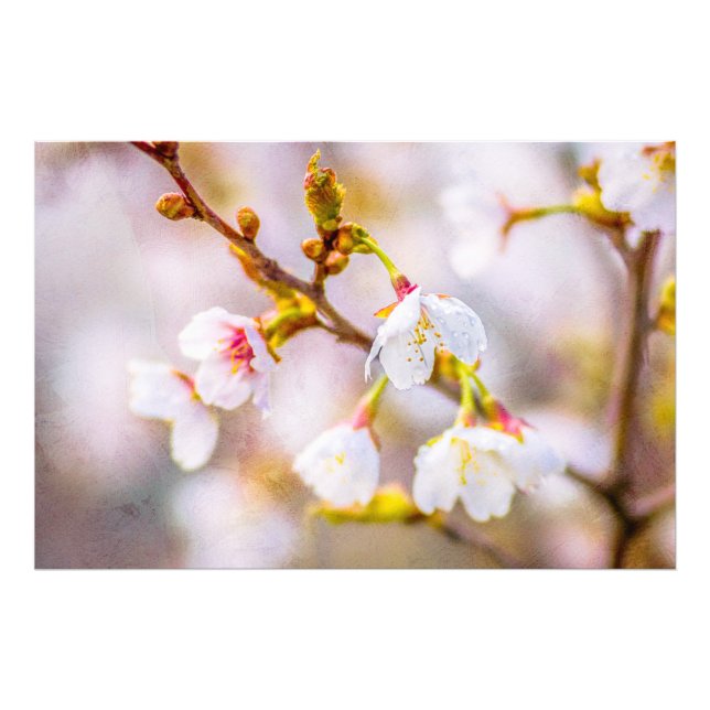 Sakura - Japansk körsbärsBlommar Fototryck (Framsidan)