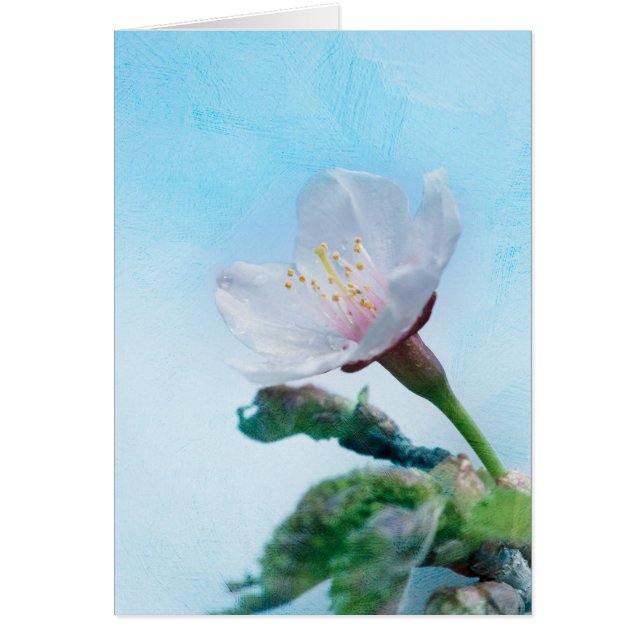 Sakura - Japansk körsbärsBlommar Hälsningskort (Framsidan)