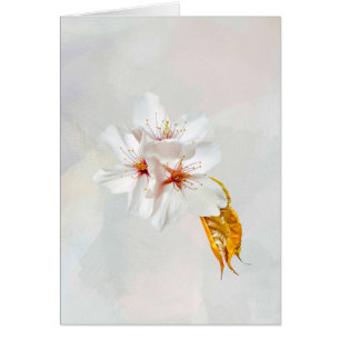 Sakura - Japansk körsbärsblommar Hälsningskort