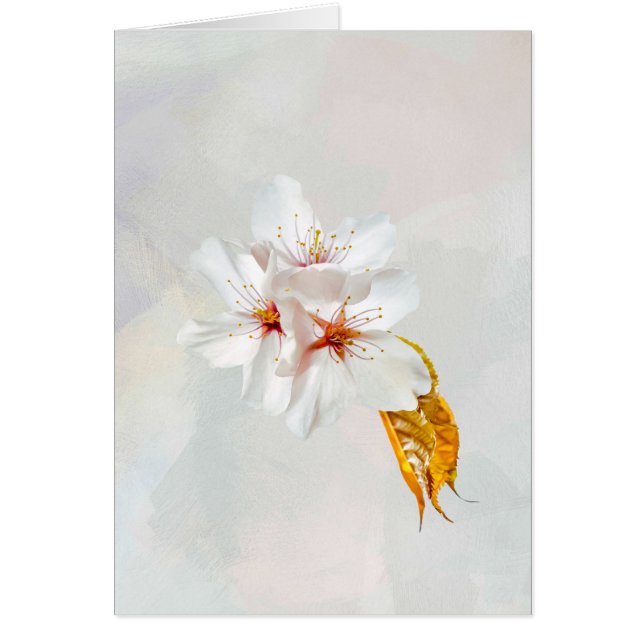 Sakura - Japansk körsbärsblommar Hälsningskort (Framsidan)