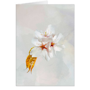 Sakura - Japansk körsbärsblommar Hälsningskort