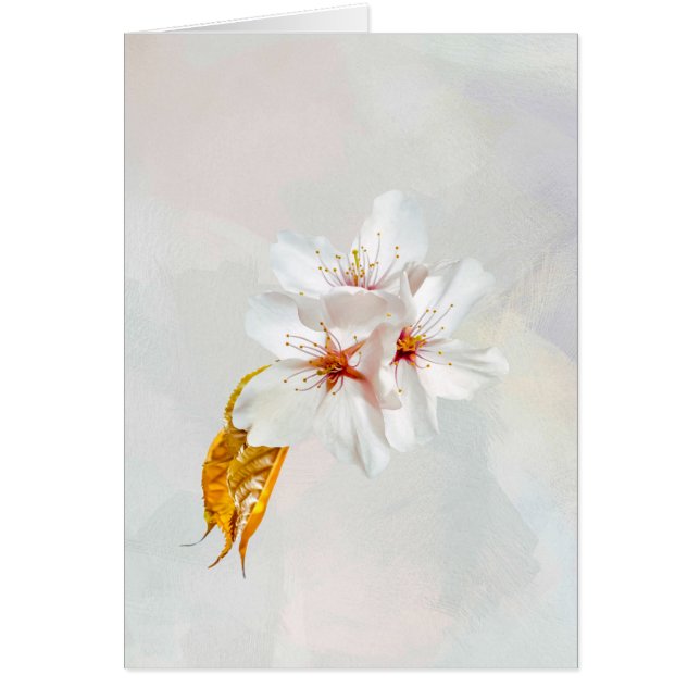 Sakura - Japansk körsbärsblommar Hälsningskort (Framsidan)