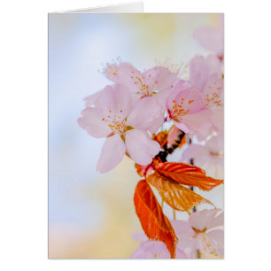 Sakura - Japansk körsbärsblommar Hälsningskort