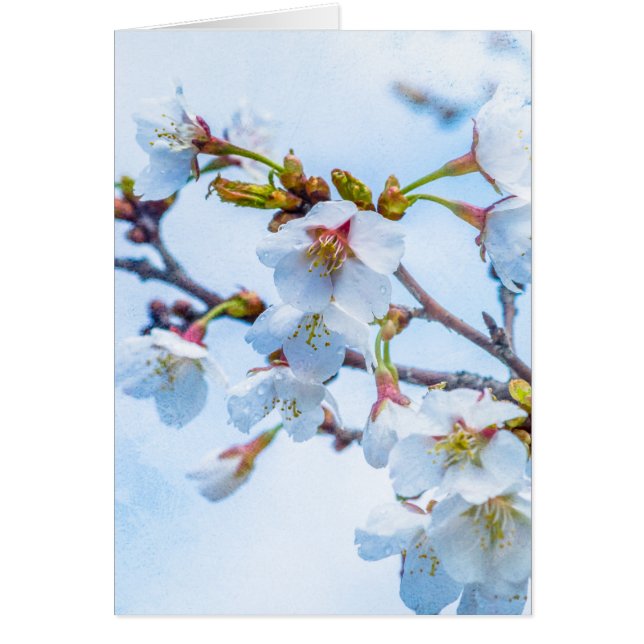 Sakura - Japansk körsbärsBlommar Hälsningskort (Framsidan)