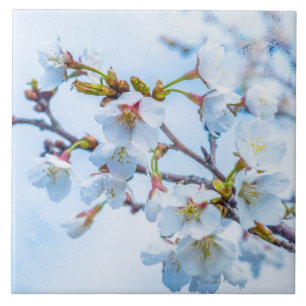 Sakura - Japansk körsbärsBlommar Kakelplatta