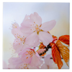 Sakura - Japansk körsbärsblommar Kakelplatta