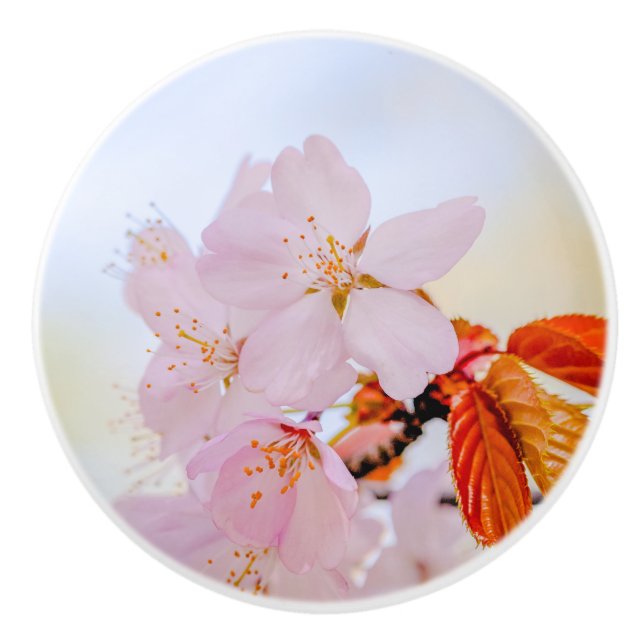 Sakura - Japansk körsbärsblommar Knopp (Framsidan)