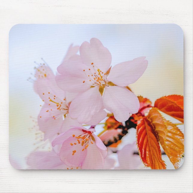 Sakura - Japansk körsbärsblommar Musmatta (Framsidan)