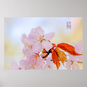 Sakura - Japansk körsbärsblommar Poster